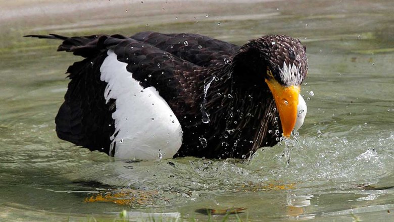 Sie sehen bei uns auch ein Paar Riesenseeadler..., © Greifvogelzentrum