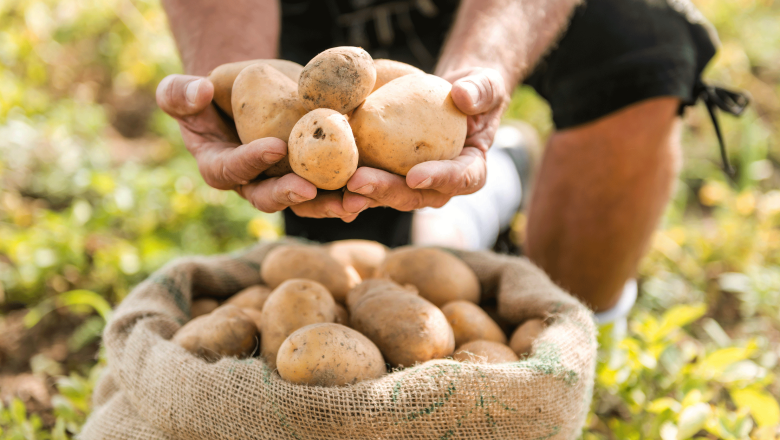 Potatoes from the Waldviertel, © anjelagr - Fotolia.com