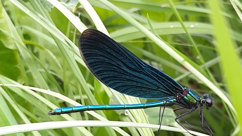 Libellen am Fischteich, © Ferienhaus Angel, Fotograf Heidi Angel