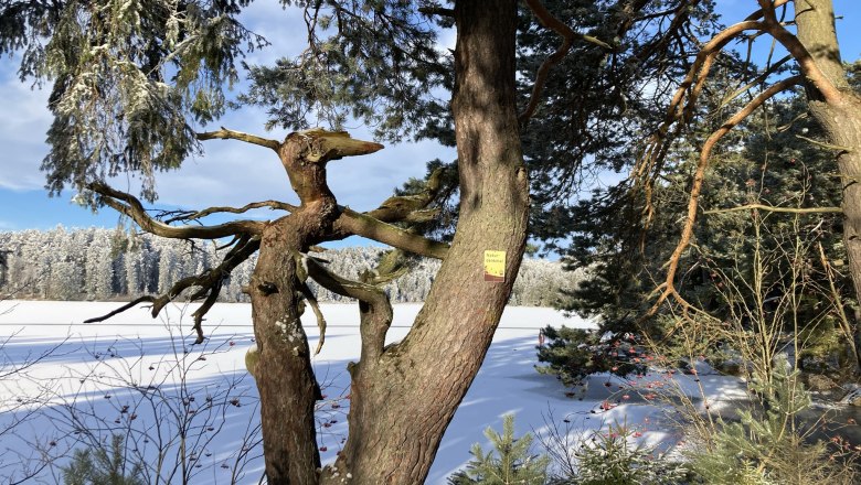 Naturdenkmal beim Edlesbergerteich, © Dieter Juster