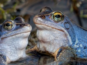 Moorfrosch im Naturpark Heidenreichsteiner Moor, © Wolfgang Dolak