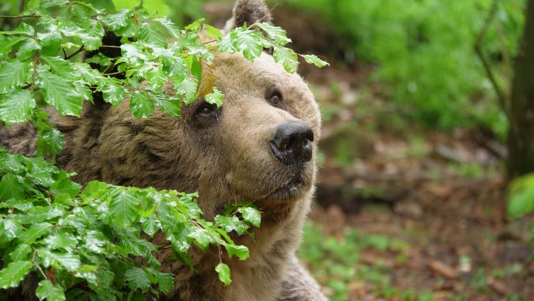 Bär Mark in seinem Gehege, © VIER PFOTEN | Gerlinde Mairhofer