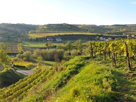 Weinlehrpfad, © Waldviertel Tourismus