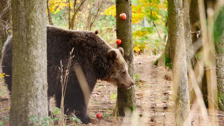 Bärin Brumca auf Futtersuche, © VIER PFOTEN | Gerlinde Mairhofer