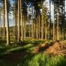 Weinsbergerwald, © Dieter Juster