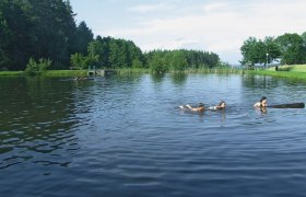 Badeteich Rörndlwies, © © Marktgemeinde St. Martin