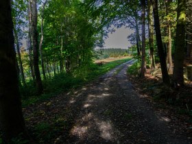 Nach Gsteinert im Wald, © Gottfried Grossinger