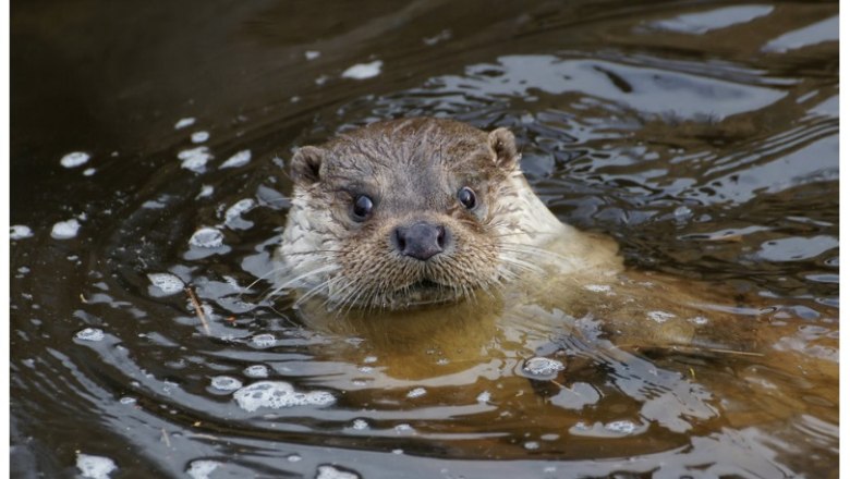 Fischotter, © UnterWasserReich