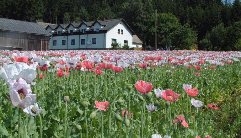 Biohof mit Mohnfeld, © Biohof Stark