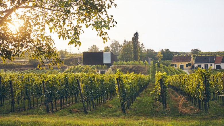 Weingut Loimer, © Foto: Andreas Hofer / Weingut Fred Loimer