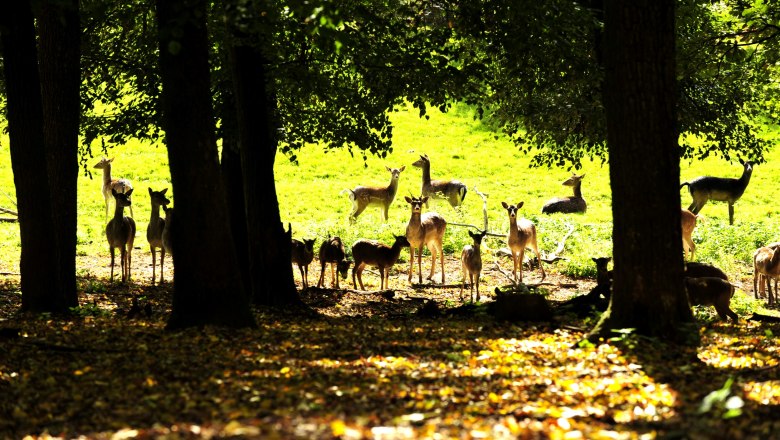 Naturpark Geras, © POV