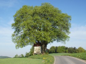 Brandstätter Kreuz, © Marktgemeinde Nöchling