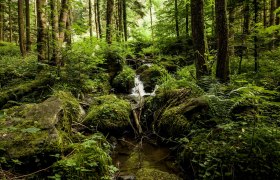 Die romantische Steinbachklamm bei Marbach, © Robert Herbst