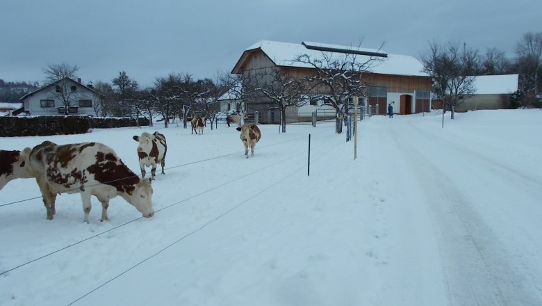 Rinder im Winter, © Biobauernhof Mayerhofer