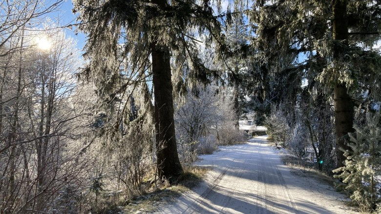 Wintersonne am nahgelegenen Edlesbergerteich, © Dieter Juster