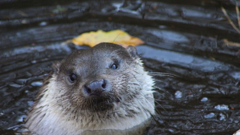 UnterWasserReich_Otter_Ursula Steinlechner, © Ursula Steinlechner