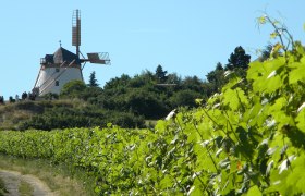 Retzer Windmühle, © © Stadtgemeinde Retz, Wöhrer