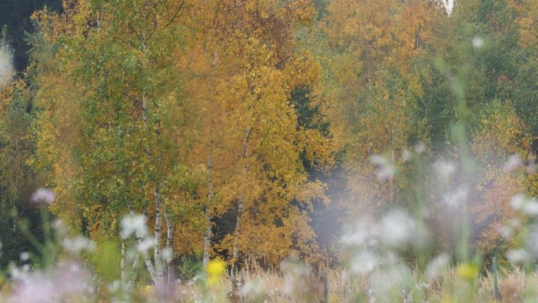 Herbst Laubbäume, © Jutta`s Ferientraum, Günter Prohaska