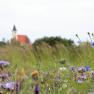 Mohnblumen mit Außenansicht auf das Kloster Perneggg © Krobath Barbara, © Krobath Barbara