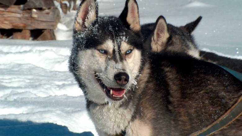 Huskyranch Waldviertel, © Huskyranch Waldviertel