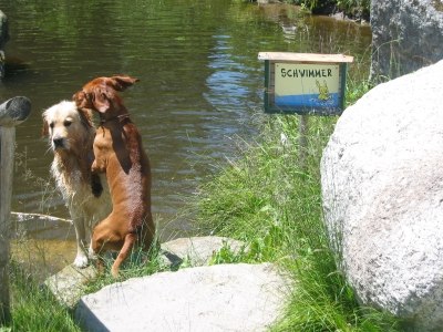 Hunde-Moorbad, © Gasthof Lichtenwallner