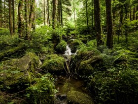 Die romantische Steinbachklamm bei Marbach, © Robert Herbst