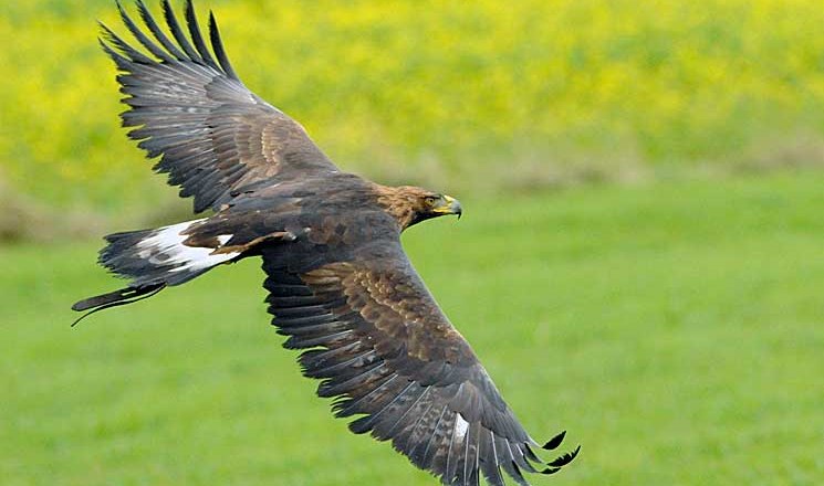 freifliegende Greifvögel, © Greifvogelzentrum