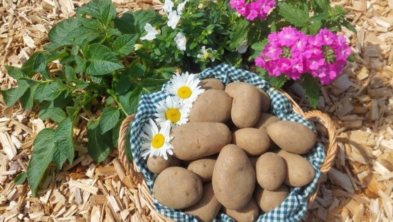 Waldviertler Erdäpfel, © Marktgemeinde Martinsberg