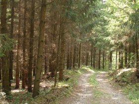 Holzhackerweg, © Waldviertel Tourismus