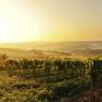 Landschaft im Weinviertel, © Regionales Weinkomitee Weinviertel / Robert Herbst