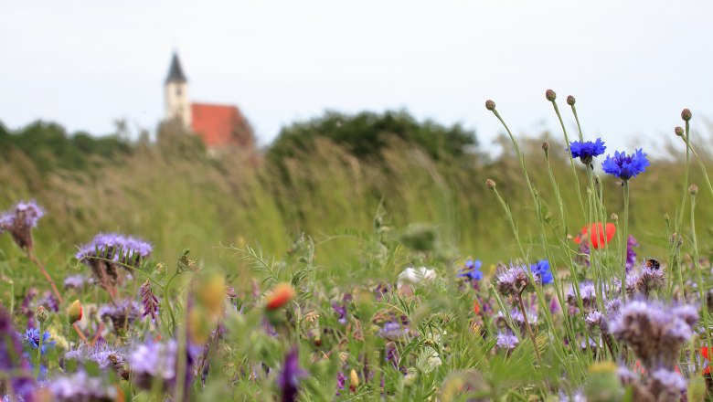 Mohnblumen mit Außenansicht auf das Kloster Perneggg © Krobath Barbara, © Krobath Barbara