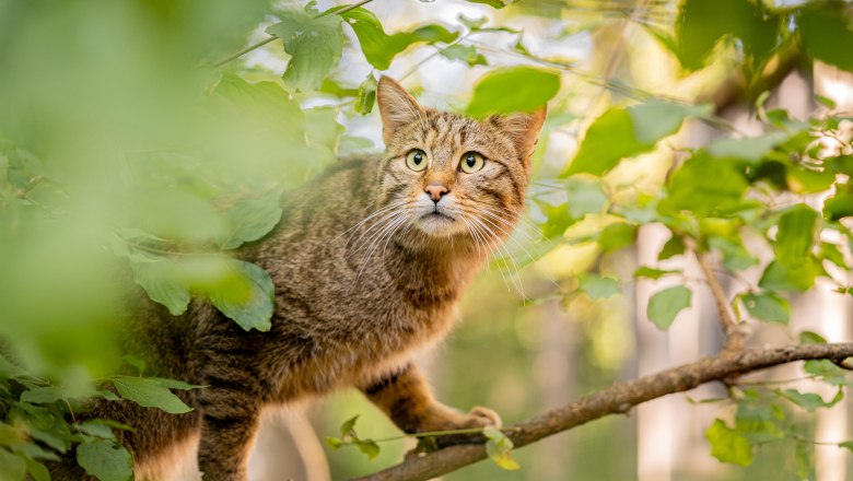 Wildkatze in der Wildkatzenanlage beim Nationalparkhaus, © T. Nunner