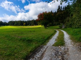 Schöner Feldweg in den Wald, © Gottfried Grossinger