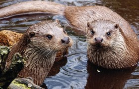 Fischotterpärchen im UnterWasserReich, © Wolfgang Dolak