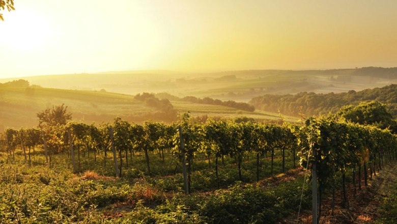 Landschaft im Weinviertel, © Regionales Weinkomitee Weinviertel / Robert Herbst