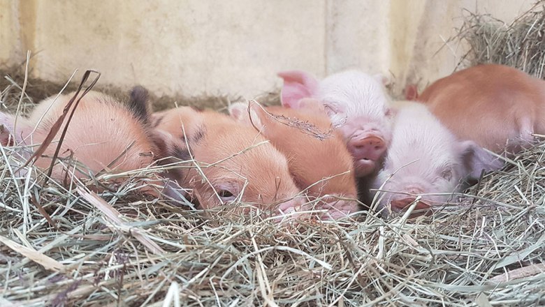 Kune Kune Ferkel. Nachwuchs in der Edermühle., © Edermühle