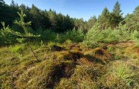 Haslauer Moor, © Waldviertel Tourismus, Matthias Schickhofer