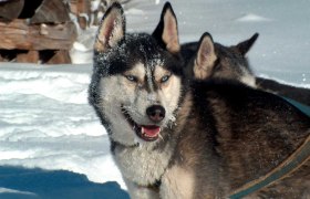 Huskyranch Waldviertel, © Huskyranch Waldviertel