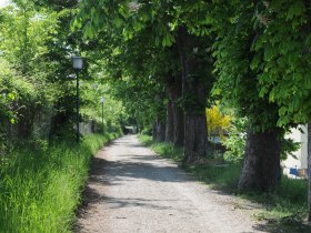 Kastanienallee, © H. Veigl