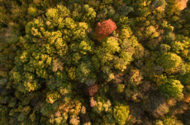 Herbst im Nationalpark Thayatal, © Graf