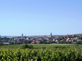 Weinreben Retz, © © Stadtgemeinde Retz, Wöhrer