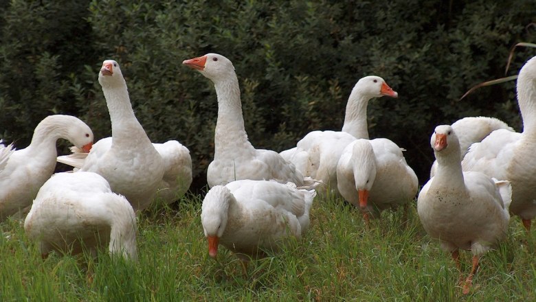 Gänse, © Marktgemeinde Grafenschlag