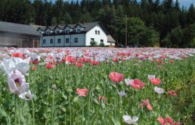 Biohof mit Mohnfeld, © Biohof Stark