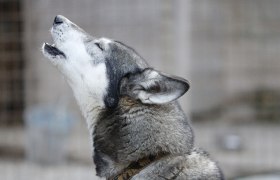 Husky Ronja, © Huskyhof Waldviertel