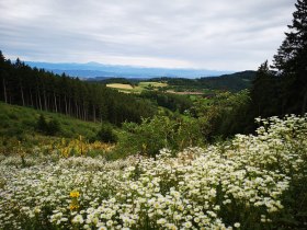 Weg nach Weiten, © Waldviertel Tourismus