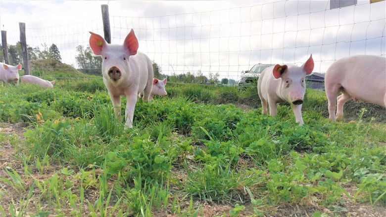 Schweine am Lämmerhof Groiß, © Lämmerhof Groiß