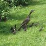 Enten am Bauernhof Waira, © Fam. Schauer-Zeitlhofer