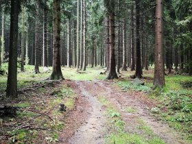 Waldweg Richtung Kirchschlag, © Martina Fuchs-Köck