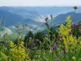 Aussicht Panoramawiese, © Schöbinger Trauner