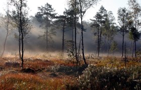 Morgenstimmung im Naturpark Heidenreichsteiner Moor, © Wolfgang Dolak